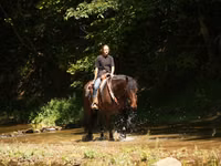 雄馬, Racking Horse — 写真 4