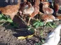 Chickens — Foto 3