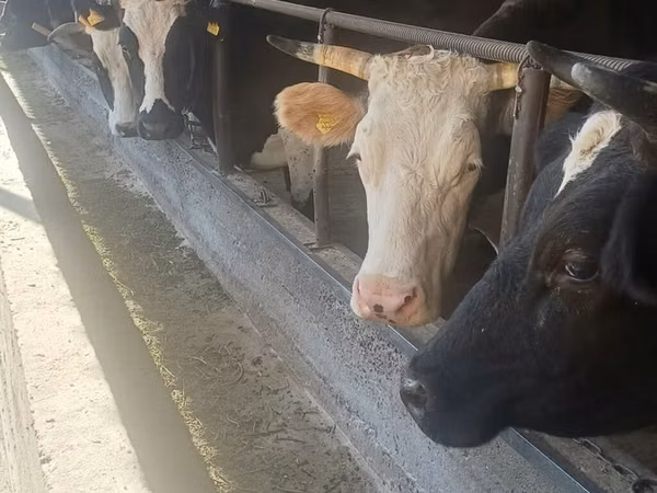 Vaca, Raza Holstein
