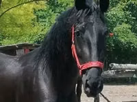 雌馬, Friesian — 写真 3