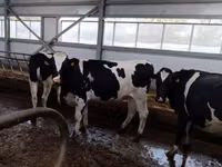 Vache, Race Holstein — photo 1