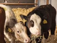 Bovinos (lote, sexo no especificado), Simmental cattle — foto 2