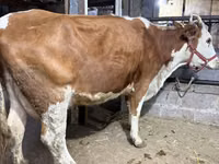 Vaca, Raza Holstein — foto 4