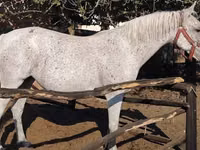 雌馬, Lipizzaner — 写真 3