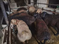 Domba jantan, Edilbay sheep — foto 8