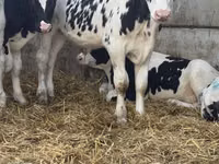 雄牛, Russian Black pied cattle — 写真 7
