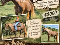 فرس, Kentucky mountain daddle horse — الصورة 1