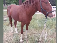 Kuda (batch, jenis kelamin tidak disebutkan), Mustang — foto 1