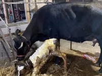 Vaca, Raza Alatau — foto 2