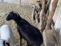 Domba jantan, Sheep — foto 3