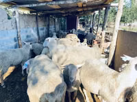 Carnero, Merinoland sheep — foto 2