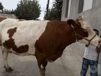 Vache, Simmental cattle — photo 5