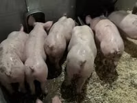 Schweine (Partie, Geschlecht nicht angegeben) — Foto 6