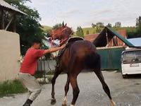 Caballo, Karabair horse — foto 7