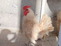 سيبرايت — الصورة 3