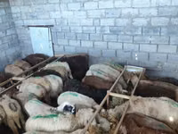 Sheep, Sheep — photo 3