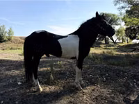 Chevaux (lot, sexe non indiqué), American shetland pony — photo 3