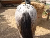 حصان, Appaloosa — الصورة 2