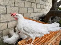Leghorn — photo 2