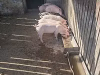Sow, Pigs — photo 5