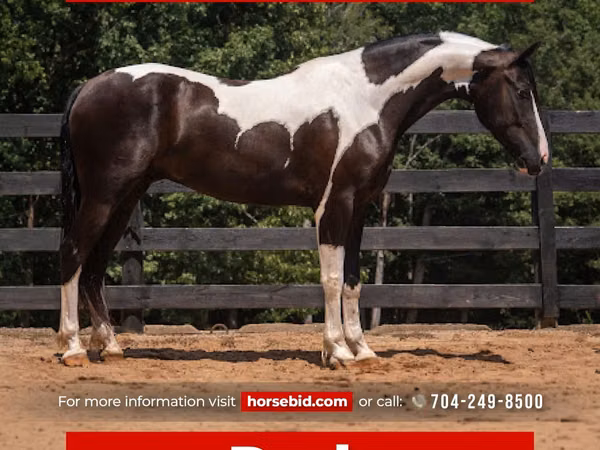 Caballo, Friesian