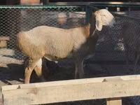 Carnero, Arashan sheep — foto 3