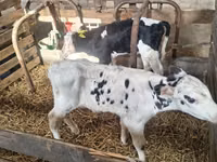 Toro, Raza Holstein — foto 3
