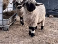 Domba betina, Valais Blacknose sheep — foto 3