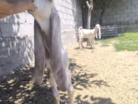 Kambing jantan, Gulabi goats — foto 3