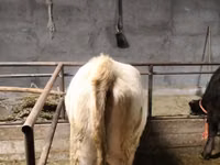 Domba betina, Dala sheep — foto 2