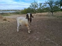Billy Goat, Boer goat — photo 1
