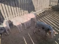 Sow, Pigs — photo 1