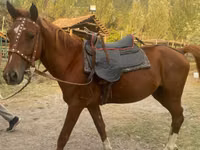 Caballo, Karabakh horse — foto 3