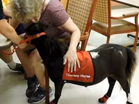 فرس, Miniature horse — الصورة 7
