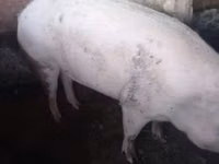 Boar, Pigs — photo 1