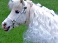 Stute, Miniature horse — Foto 2