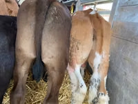 Cattle (batch, sex not specified), Cattle — photo 3