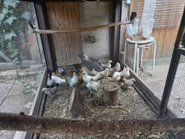 Bantam néerlandaise