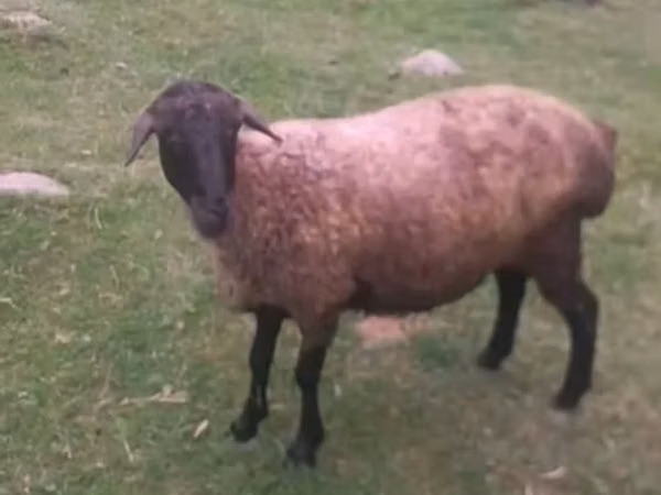 Domba betina, Sheep