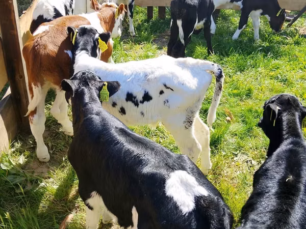 मवेशी (लॉट, लिंग निर्दिष्ट नहीं), Russian Black pied cattle