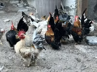 Chickens — 写真 1