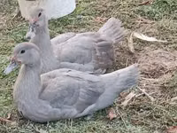 Ducks — Foto 6