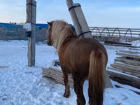 حصان, Yakutian horse — الصورة 1