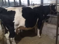 Vaca, Raza Holstein — foto 1