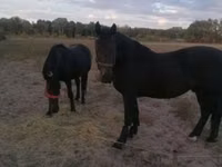 فرس, Nonius horse — الصورة 1