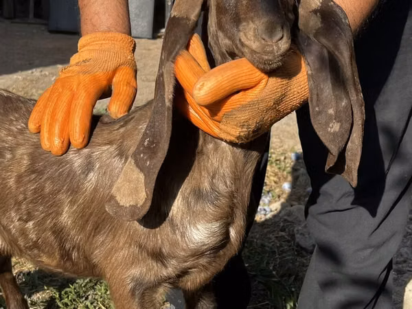 Chèvre, Kamori goats