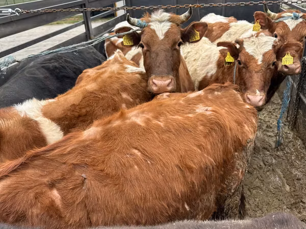 Bulle, Simmental cattle