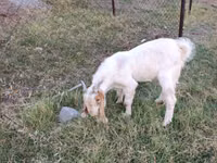Kambing jantan, Boer goat — foto 2
