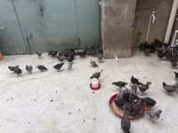 بليموث روك — الصورة 1