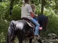 Caballo, Black Sea breed — foto 4